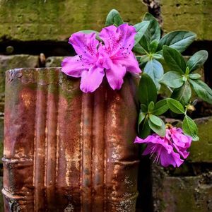 Meet your Posher, Halonna